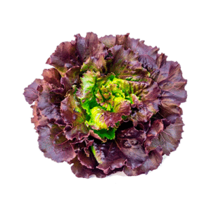 Lechuga francesa unidad