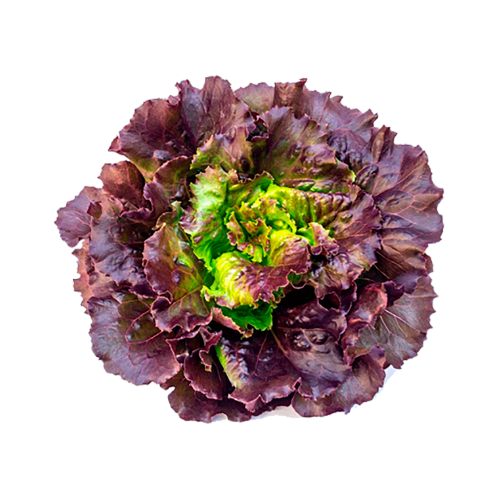 Lechuga francesa unidad